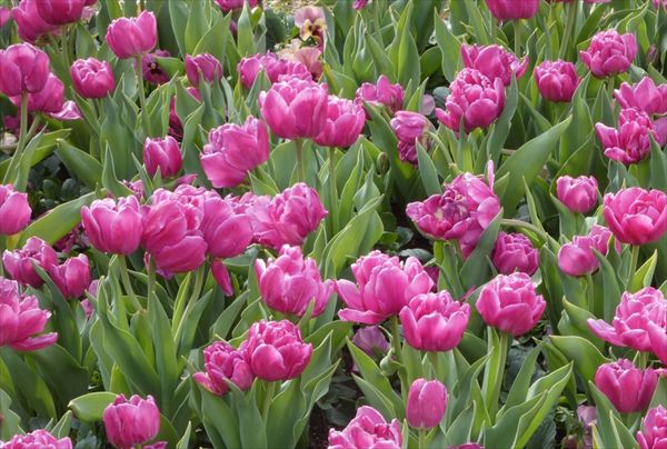 �^�~�̍ʂ�Q(�A�C�X�`���[���b)