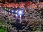 夜桜光耀
