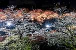 夜桜爛漫